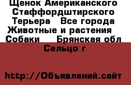 Щенок Американского Стаффордштирского Терьера - Все города Животные и растения » Собаки   . Брянская обл.,Сельцо г.